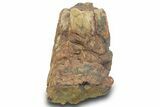 Partial Triceratops Partial Nose Horn (Epinasal) - Wyoming #377964-1